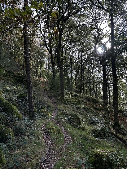 Grizedale Forest walking trails
